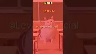 Тупой чел..#хочуврек#котики#футажи#shorts Автор звука:@STRAYF