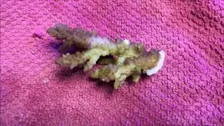 Corallivorous Snails