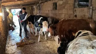 LIVESTOCK DURING THE WINTER SEASON / DAILY WORKS 63
