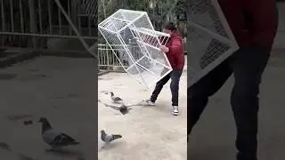 THIS IS HOW THE SIMPLEST Bird Trap Works 
