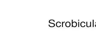 How to pronounce Scrobiculate