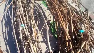 Породам виноградную лозу
