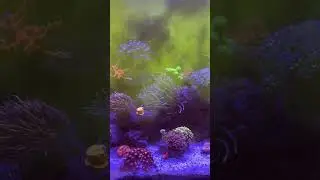 Подкормка для кораллов #reels #reef #redsea #coral