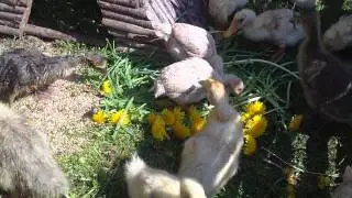 Птицеферма 