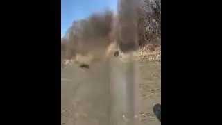 Охота на кабана🐗Чеченская республика (😀мазила )