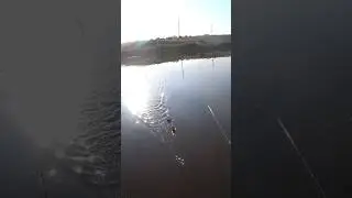 Долгожданный карась #рыбалка #fishing #shorts