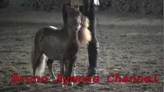 BRUNO AYMONE CHANNEL - BARTOLO MESSINA CON CHARLIE IL CAVALLO PIU' PICCOLO DEL MONDO -