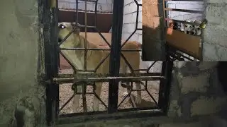 Наша красавица Афина и наш молодняк Бубу Манчо Алта😈 собаки Горы Казбек 🇬🇪