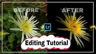 Black Flower Background Editing Photos | Creative Flowers Photography | Flower editing tutorial LR