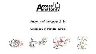 Anatomy of the Upper Limb 1 - Osteology of Pectoral Girdle