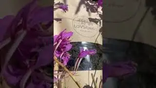 иван чай  полезный и ферментированный 