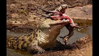 Crocodile attacks elephant, pig, impala - Animal attacks - Crocodile kills lion! Crocodile eating cr