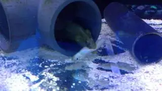 Congrogadus subducens - Green Wolf Eel