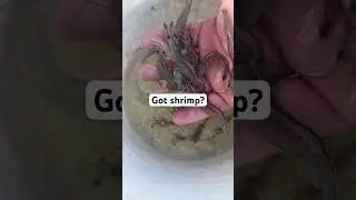 The shrimp are easy to catch right now! #florida #saltlife #floridafishing #fishing