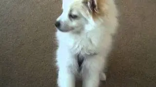 Lucy Danger Dancing