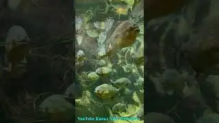 Рыбы Пираньи-Какие милые! А говорят- Монстры! Самые зубастые и прожорливые! Москвариум#shorts
