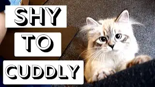 Scared Cat to Clingy Cat | how to train your scared cat to be more affectionate