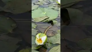 Сахалин цветущий. Кувшинки и кубышки пресных озер. #сахалин #экскурсии #топвидео #russia #beats #pop
