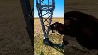 МОЛНИ БУЙНИ СИНДИЁВ