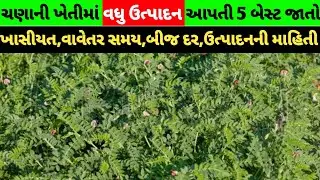 chana ni kheti | chana nu vavetar | chickpea farming | cultivation of chickpea chane@Kheti_walee