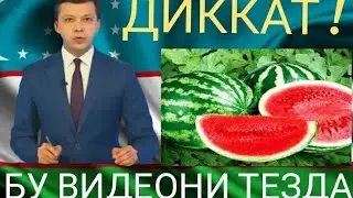 ШОШИЛИНЧ! ТАРВУЗ ЕЙДИГАНЛАР КУРСИН
