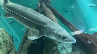 Newport Aquarium