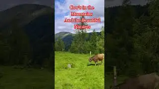 Cow's and Beautuful Natures #shorts