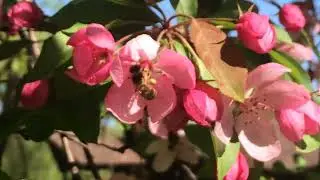 пчела на розовом цвете