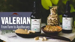 Valerian: From Farm to Apothecary