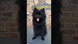 Bath Zarah with us 🛁🐶 #pomeranian #asmr #pomeranianasmr #dog #cutedog #dogbath #bathingdog