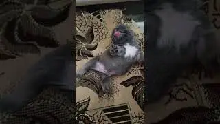 #французскийбульдог