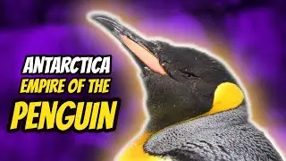 Antarctica Empire of the Penguin | SeaWorld Orlando