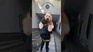 Why Goldendoodles are HATED so much! 