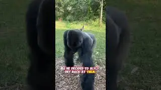 Gorilla Gives the Middle Finger