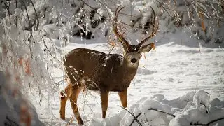 Животные зимнего леса