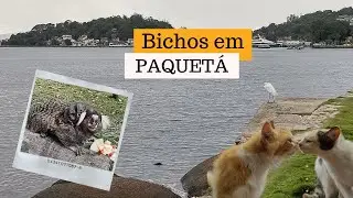 Bichos na Ilha de Paquetá (RJ) - Outubro 2020
