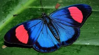 Hypochlora MAGIC tapping on a leaf !
