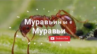 КОСТЯНКА ОБЫКНОВЕННАЯ! | Новый питомец!