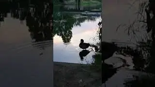 ducks cleaning themselves right side