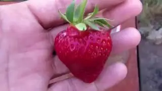 Клубника  сорт Хоней