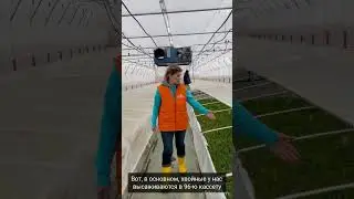 Производство хвойных растений в теплице