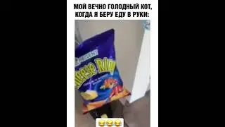 Голодный кот 🥹