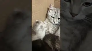 Котята