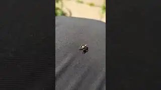 Jumping Spider Gestures to be picked up. 😀 #jumpingspider