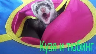 Хорек играет!!! Хорьки смешные видео!!! Хорек приколы!!! Хорек!!! Хорек бесится!!! Хорек видео!!!