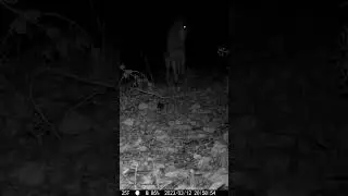 Çakal➡️Golden jackal #fotokapan #çakal #keşfet