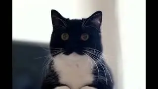 look at this cat 2