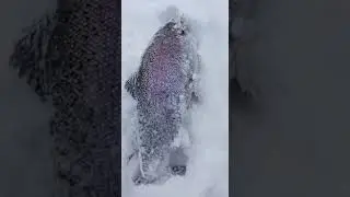 Зачётная форель!