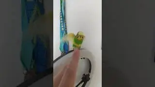 Попугайчик пищит