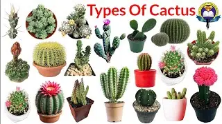 Types of Cactus | 25 Types of Cactus | Cactus Name With Pictures | Cactus Plants Names | Cactus